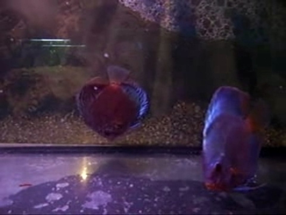 Blue video