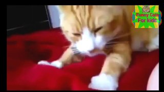 Best funny cats video clips for kids Top funny video compilations try not to laugh