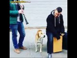 Sokak Sanatçılarına Eşlik Eden Dertli Köpek