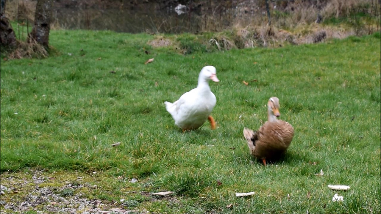 quand je siffle mes canards the duck