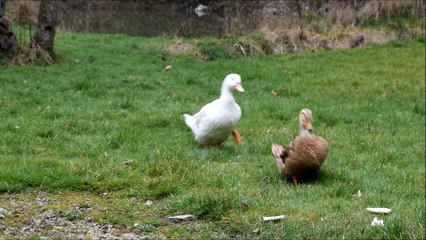 quand je siffle mes canards the duck