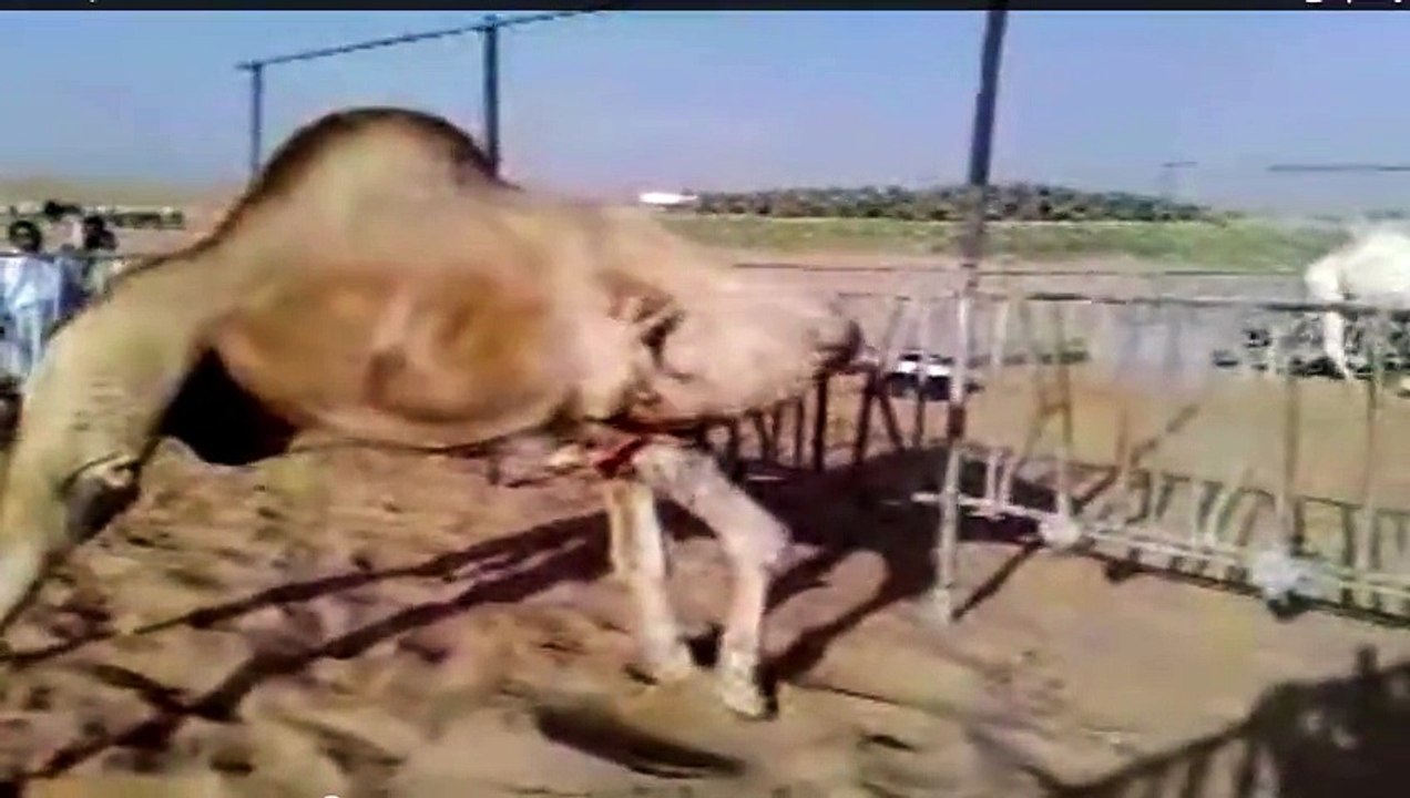 camel eating his leg miracle of allah,infoprovider