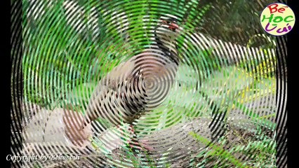 Học tên các loài chim và nghe tiếng chim hót hay