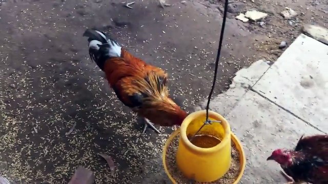 Bé học nói tên các con vật xung quanh mình