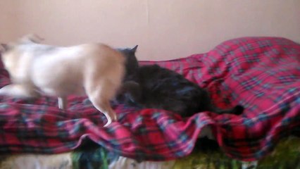 The cat is tired of clingy dog and he resentfully left-jvldGbWitkU