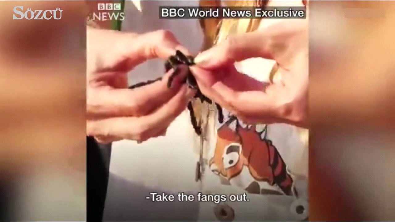 Angelina Jolie akrep yedi