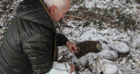 Uludağ'da Kar Altında Kalan Köpekler Birbirine Sarılarak Dondu