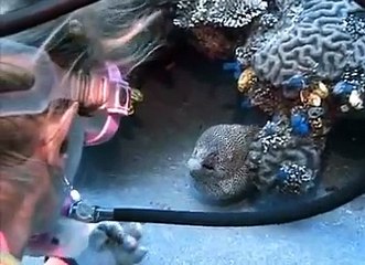 Amitié entre une plongeuse et une murène géante !