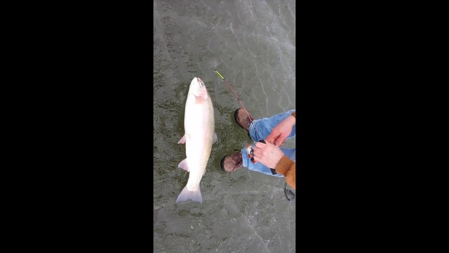 Il pêche une truite gigantesque qui passe à peine dans le trou sur le lac gelé!