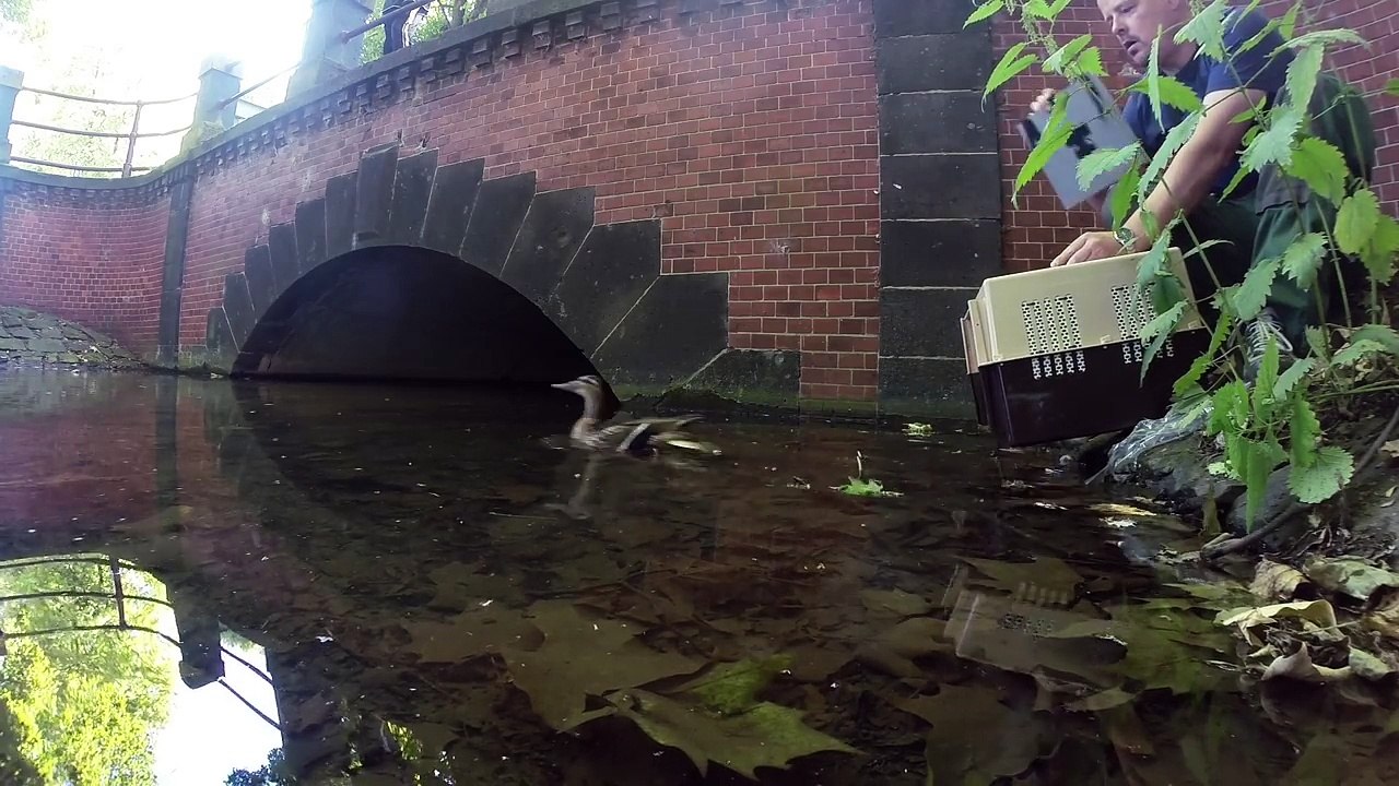 GoPro - Baby Duck Rescue with Stefan Bröckling-KXAH38r2VIw