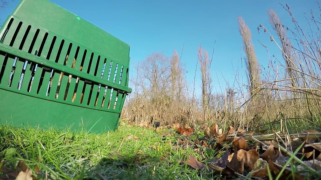 GoPro - Urban Animal Rescuer Stefan Brockling-EU2xgTuYP4U