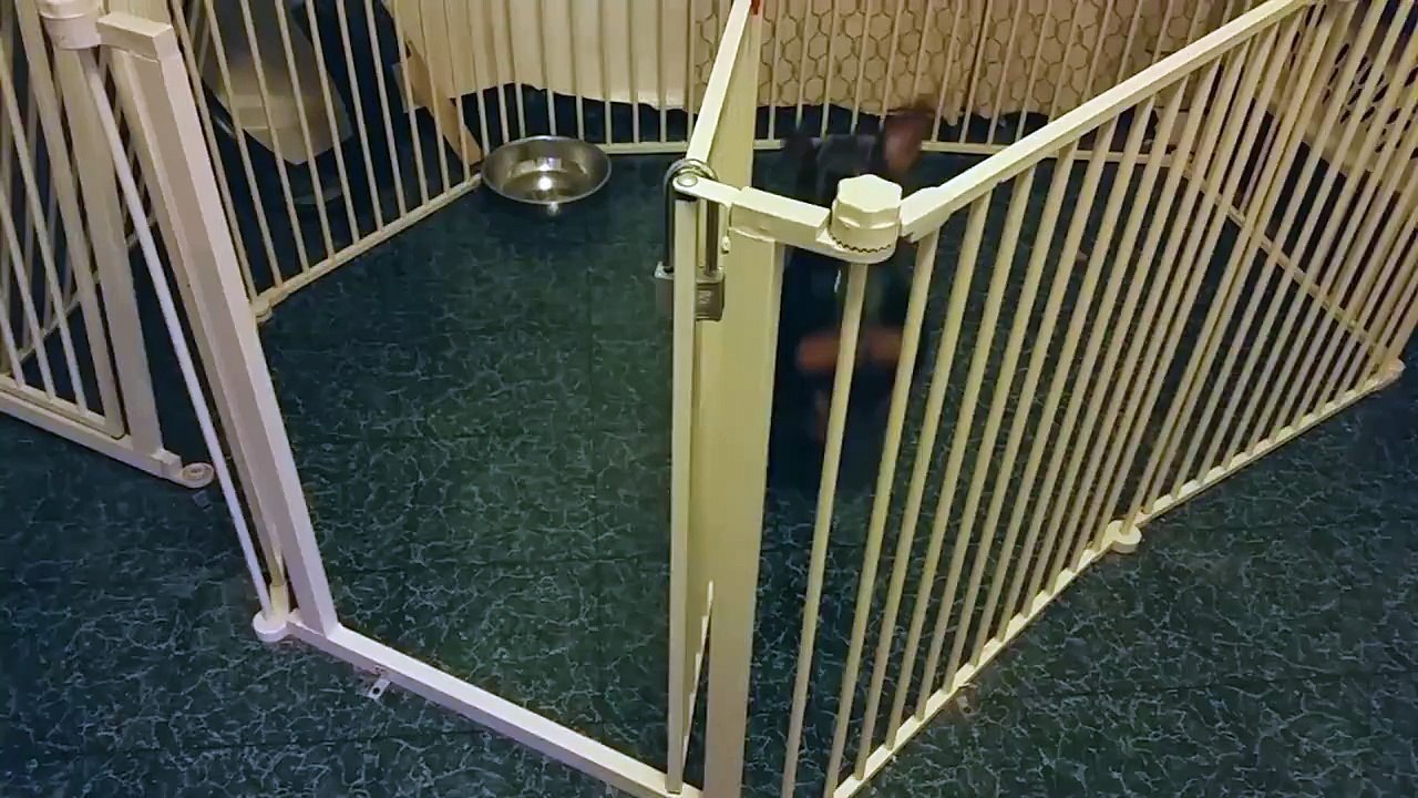Idiot de chien