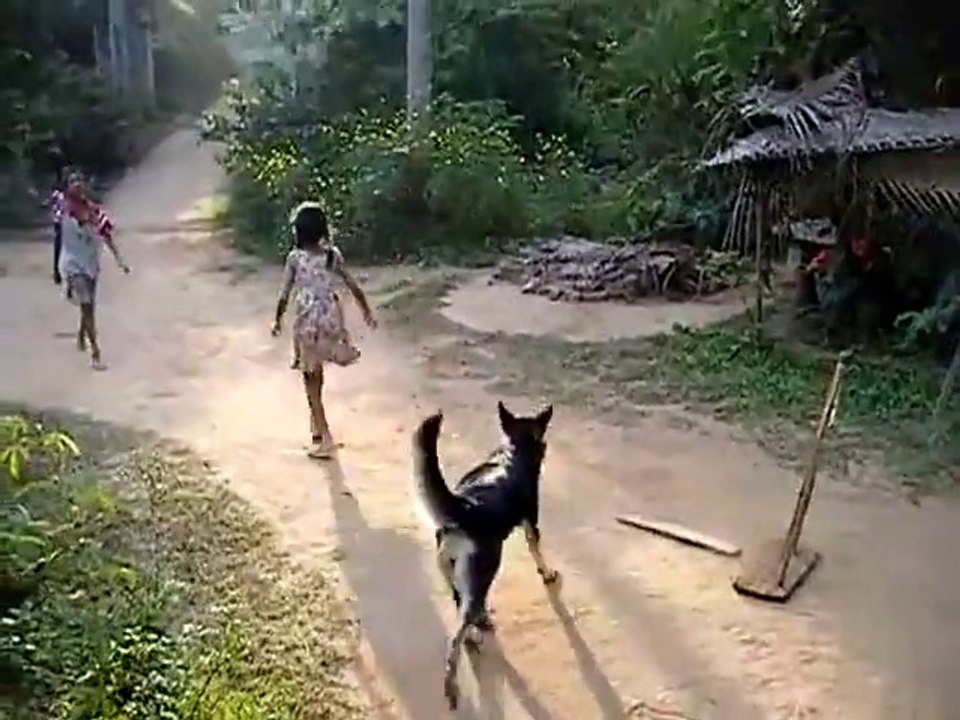 Un chien bien utile quand il s'agit d'aller chercher la balle