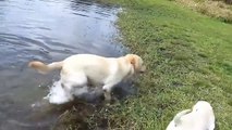 Ce papa Labrador enseigne à ses petits comment nager