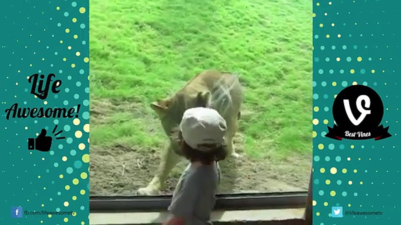AFV FUNNY ANIMALS FAILS COMPILATION 2016 (DECEMBER)