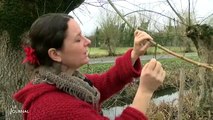 La chalarose menace le Marais Poitevin - Vendée-3nrGsPATyuc