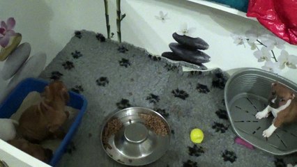 85ème vidéo Chiots de la 27ème portée de STAFFORDLAND