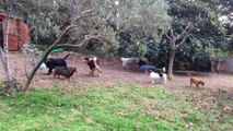 Pension canine ANIMOB'ISLE Février 2017