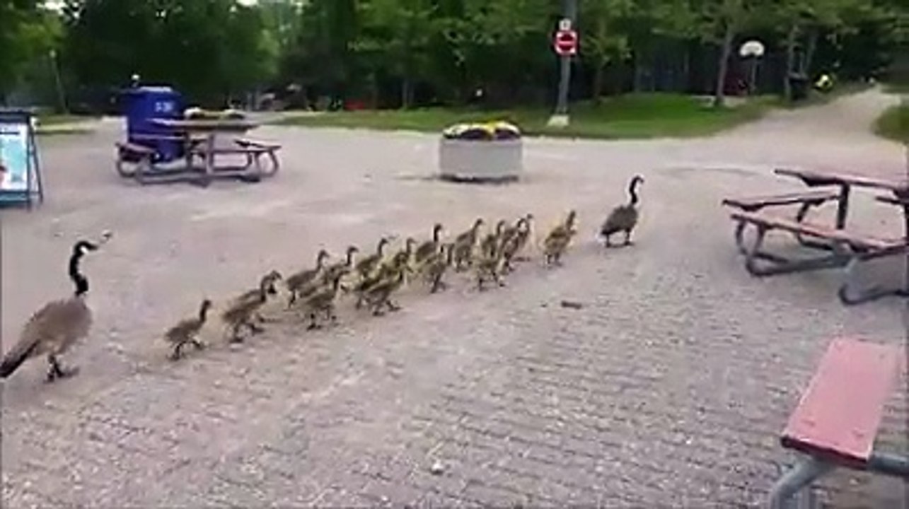 funny bird