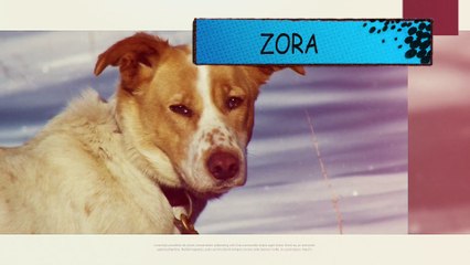 Traineau à la pesse, avec le team 80 froidure