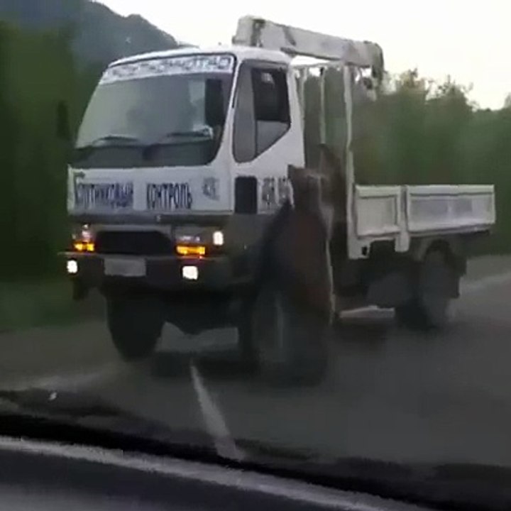 Bear on highway.