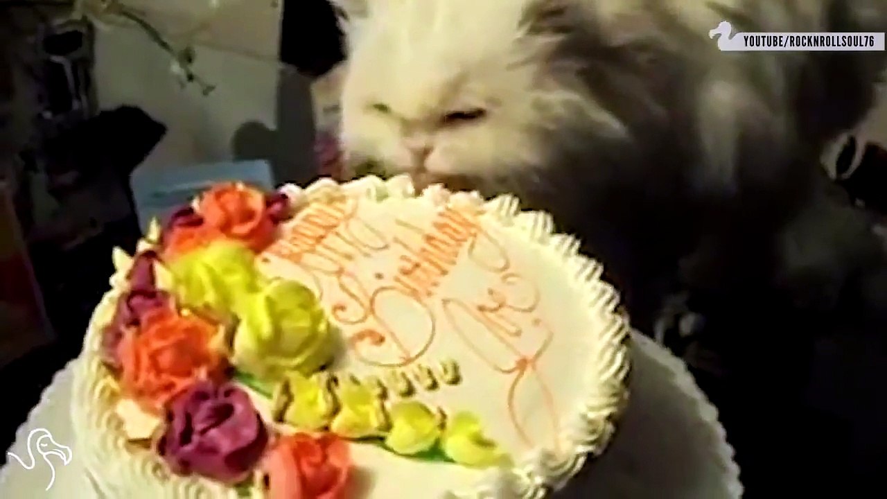 Funny Cats Compilation [Must See] Funny Cat Videos Ever - Try not to laugh chall_HD(1)