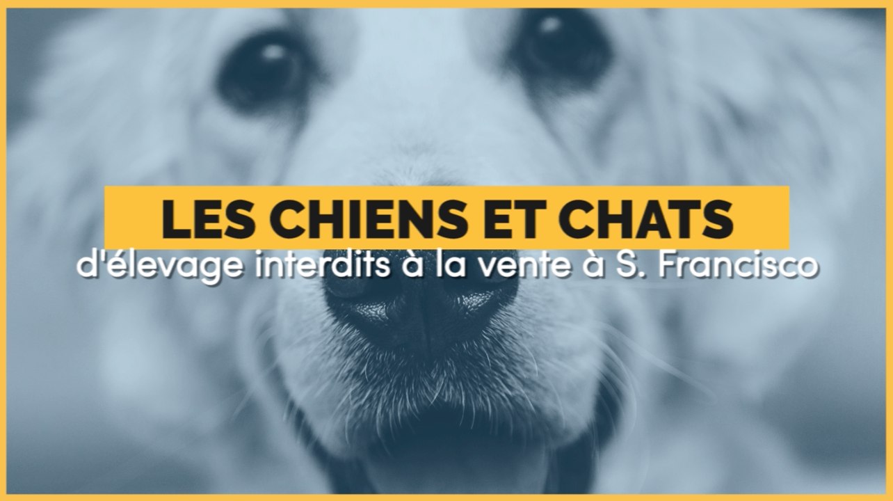 La vente des chiens et des chats issus d'élevage interdite à San Francisco