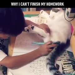 Kind versucht Hausaufgaben zu machen, aber schau dir an, was die Katze tut ... Awwww, was für ein SCHATZ!