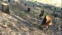 BB, 4 mln USD për mbjelljen dhe menaxhimin e pyjeve - Top Channel Albania - News - Lajme