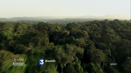 Muriel Robin et Chanee sur la terre des bonobos (Teaser 1)