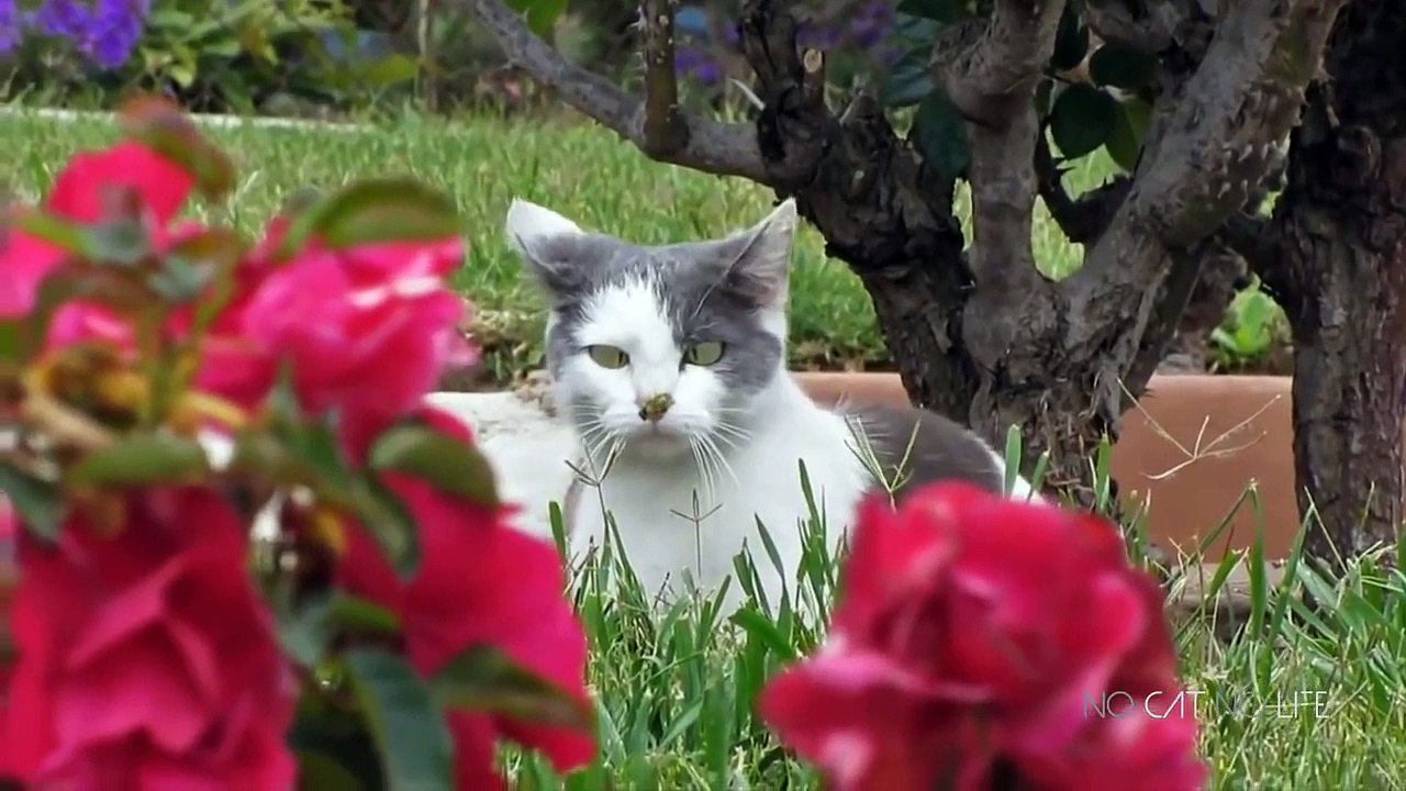 Funny Cats Compilation [Must See] Funny Cat Videos Ever - Try not to laugh chall_HD