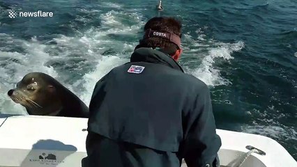 'Celebrity' sea lion Pancho jumps onto boat to get a treat