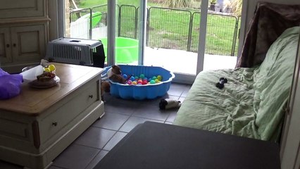 88ème vidéo Chiots de la 27ème portée de STAFFORDLAND