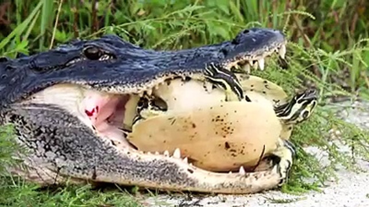 Wow! Amazing,Crocodile Swallow​Turtle