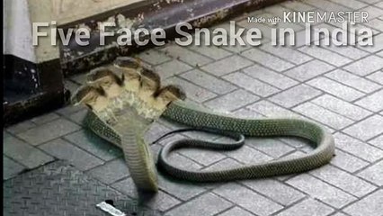 Ghar ke  किनारे दिखा ‘5मुंह वाला सांप’, लोगों के उड़े होश