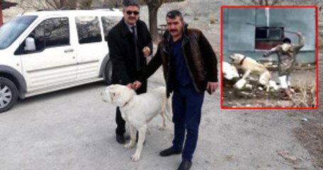 İşkenceye Maruz Kalan Köpek, Yeni Sahiplerine Kavuştu