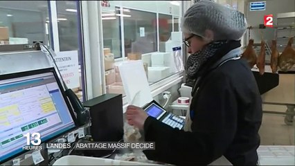 Grippe aviaire : abattage massif décidé dans les Landes