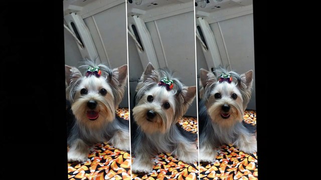 Kays K-9 Kutz - (678) 489-6046