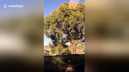 Smoke cloud rises from fatal plane crash site in Melbourne