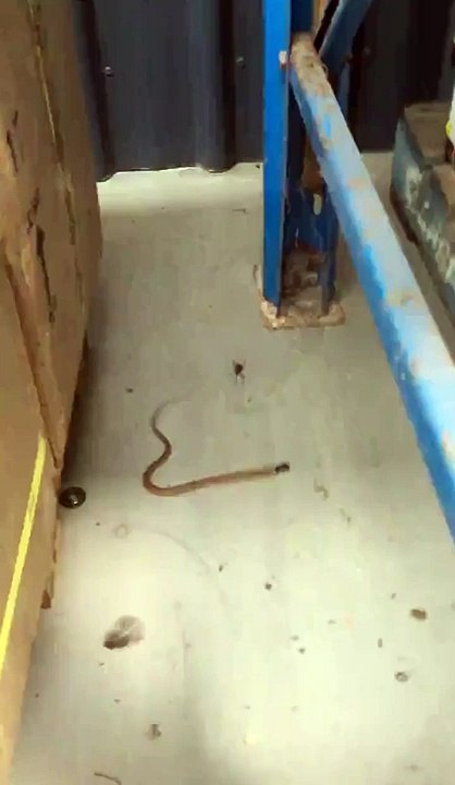 Black Widow Eats Snake