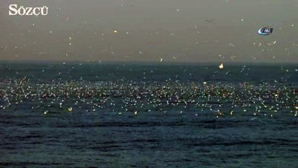 Karadeniz martılarla bir başka güzel