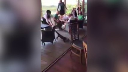 ¡Camarera valiente saca por la cola a un dragón de Komodo!