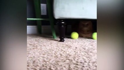 Un chat kidnappe les balles d'un chien !