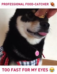 very funny dog videos