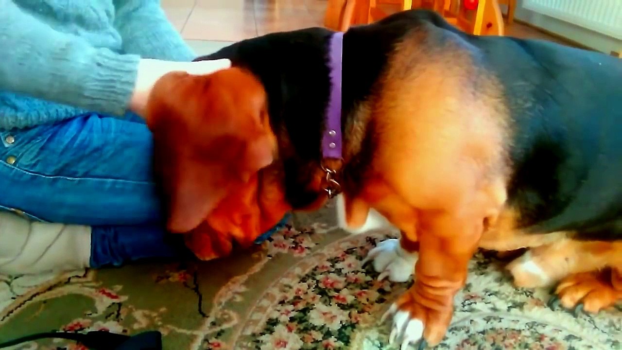 Ce basset hound adore qu'on lui lave les oreilles !