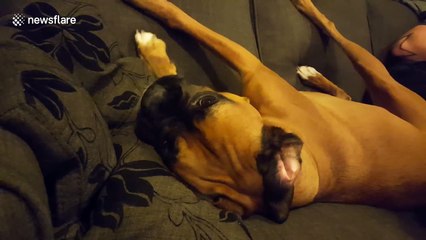 Boxer dog has hilarious tantrum after knocking her ball off a couch