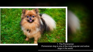Top 10 Most Beautiful Dog Breeds in The World