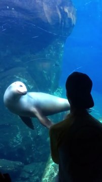 Un jongleur fait plaisir à cette otarie qui est en admiration