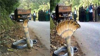 seven mouth snake near chennai road