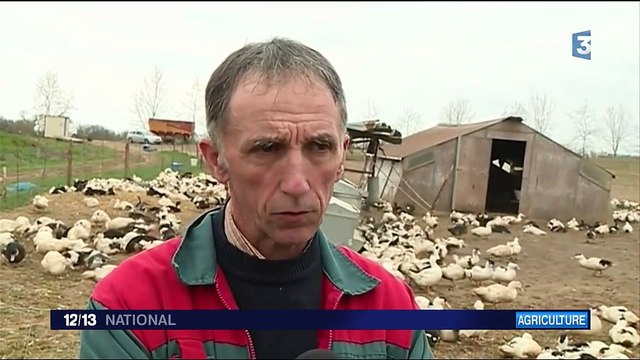 Grippe aviaire : abattage drastique des volailles dans les Landes